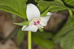 Nodding Trillium, Trillium Flexipes