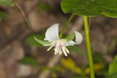 Nodding Trillium, Trillium Flexipes