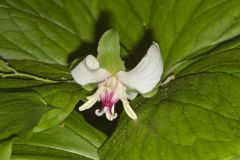 Nodding Trillium, Trillium Flexipes