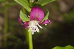 Nodding Trillium, Trillium Flexipes