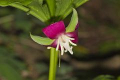 Nodding Trillium, Trillium Flexipes