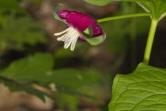 Nodding Trillium, Trillium Flexipes