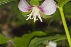 Nodding Trillium, Trillium Flexipes