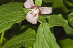 Nodding Trillium, Trillium Flexipes