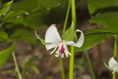 Nodding Trillium, Trillium Flexipes