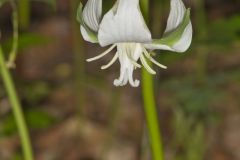 Nodding Trillium, Trillium Flexipes