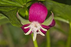 Nodding Trillium, Trillium Flexipes