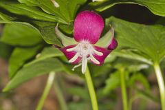 Nodding Trillium, Trillium Flexipes