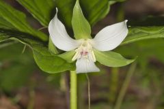 Nodding Trillium, Trillium Flexipes