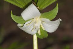 Nodding Trillium, Trillium Flexipes