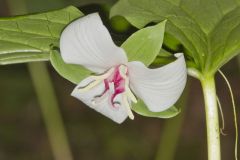 Nodding Trillium, Trillium Flexipes