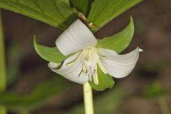 Nodding Trillium, Trillium Flexipes