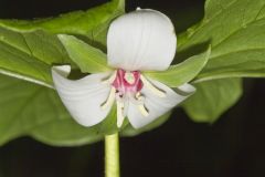 Nodding Trillium, Trillium Flexipes