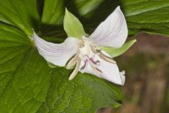 Nodding Trillium, Trillium Flexipes