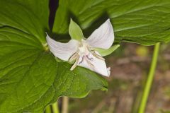 Nodding Trillium, Trillium Flexipes