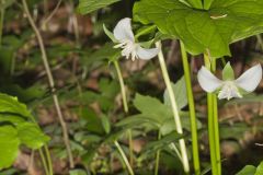 Nodding Trillium, Trillium Flexipes