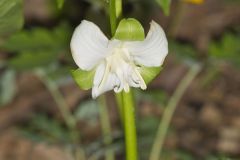 Nodding Trillium, Trillium Flexipes