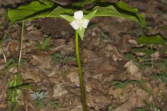 Nodding Trillium, Trillium Flexipes