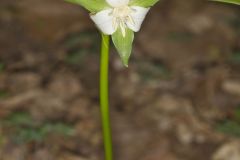 Nodding Trillium, Trillium Flexipes