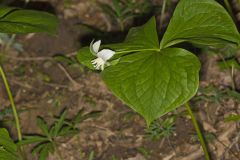 Nodding Trillium, Trillium Flexipes