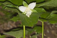 Nodding Trillium, Trillium Flexipes