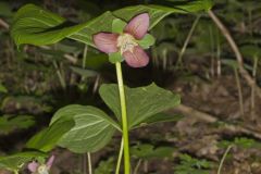 Nodding Trillium, Trillium Flexipes