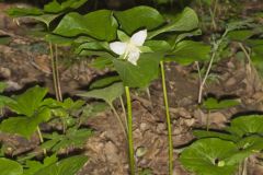 Nodding Trillium, Trillium Flexipes