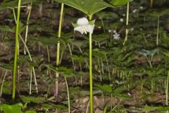 Nodding Trillium, Trillium Flexipes