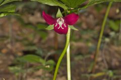 Nodding Trillium, Trillium Flexipes