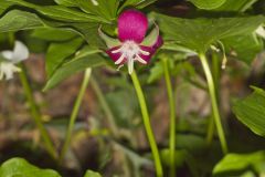 Nodding Trillium, Trillium Flexipes