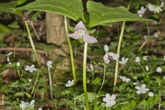 Nodding Trillium, Trillium Flexipes