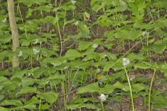 Nodding Trillium, Trillium Flexipes