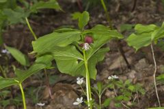 Nodding Trillium, Trillium Flexipes