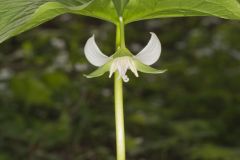 Nodding Trillium, Trillium Flexipes