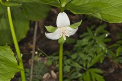 Nodding Trillium, Trillium Flexipes