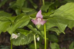 Nodding Trillium, Trillium Flexipes