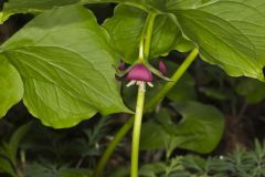 Nodding Trillium, Trillium Flexipes