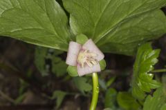 Nodding Trillium, Trillium Flexipes