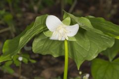 Nodding Trillium, Trillium Flexipes