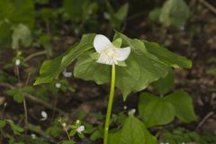 Nodding Trillium, Trillium Flexipes