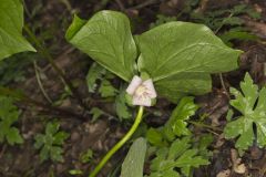 Nodding Trillium, Trillium Flexipes