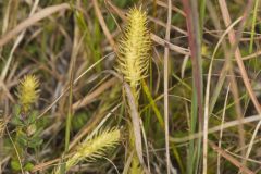 Northern Bog Clubmoss, Lycopodiella inundata