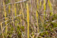 Northern Bog Clubmoss, Lycopodiella inundata