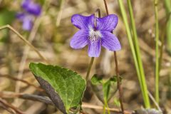 Northern Bog Violet, Viola nephrophylla