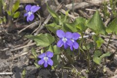 Northern Bog Violet, Viola nephrophylla