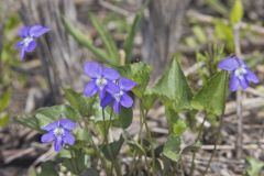 Northern Bog Violet, Viola nephrophylla