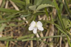 Northern Bog Violet, Viola nephrophylla