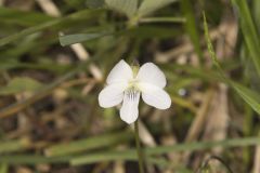 Northern Bog Violet, Viola nephrophylla