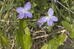 Northern Bog Violet, Viola nephrophylla