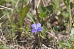 Northern Bog Violet, Viola nephrophylla